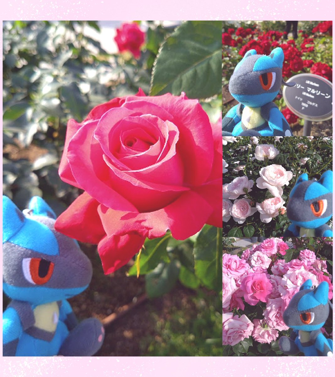 elma911's tweet photo. バラ園に行きました。幸せな空間だった🌹 https://t.co/hGG1Y5UkQg