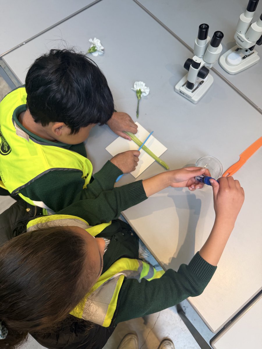 StAndrewsSW16's tweet photo. 3G loved their trip to @GardenMuseumLDN today! They got stuck in with a workshop about water transport in plants, using blue food colouring to observe how water travels up the xylem tubes of the stem 🌱🔬🧑‍🔬 https://t.co/oOfAIQ0Vn4