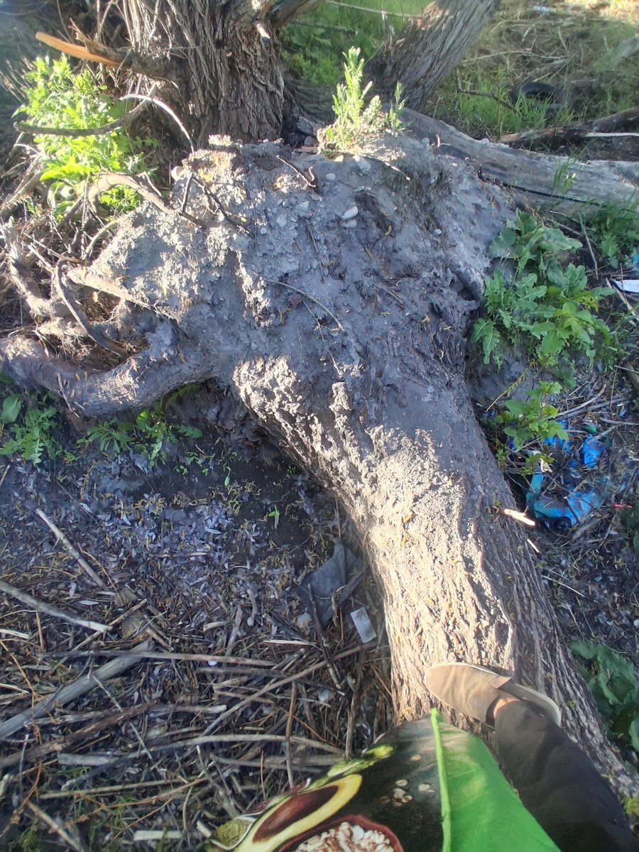 SpeBDbeezknees's tweet photo. Shadow Spe [#SpeEnforcement ‼️]
#SmartphonePhotograghy
Poo Pile in Cat Bubba Garden
Weird Spook Log 👻
Read Between The Lines 🫴 #Cunting
#FreeSpe     #X7         #TrustSpe 💯💯💯💯💯💯💯 https://t.co/xheMQ51noh