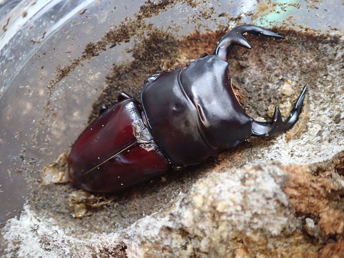 STAG_BEETLE_JAPAN (@JapanStag) / Posts / X
