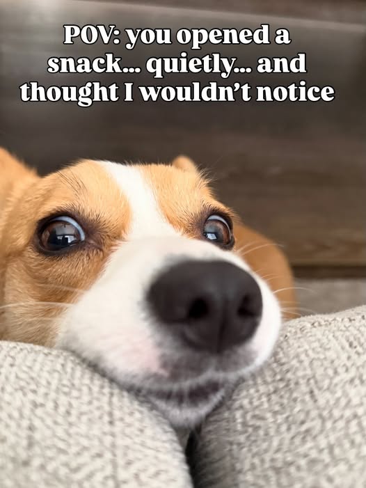 Emrys The Crypto Corgi : 🦍🦍 📈🪙 Degenerate tweet media