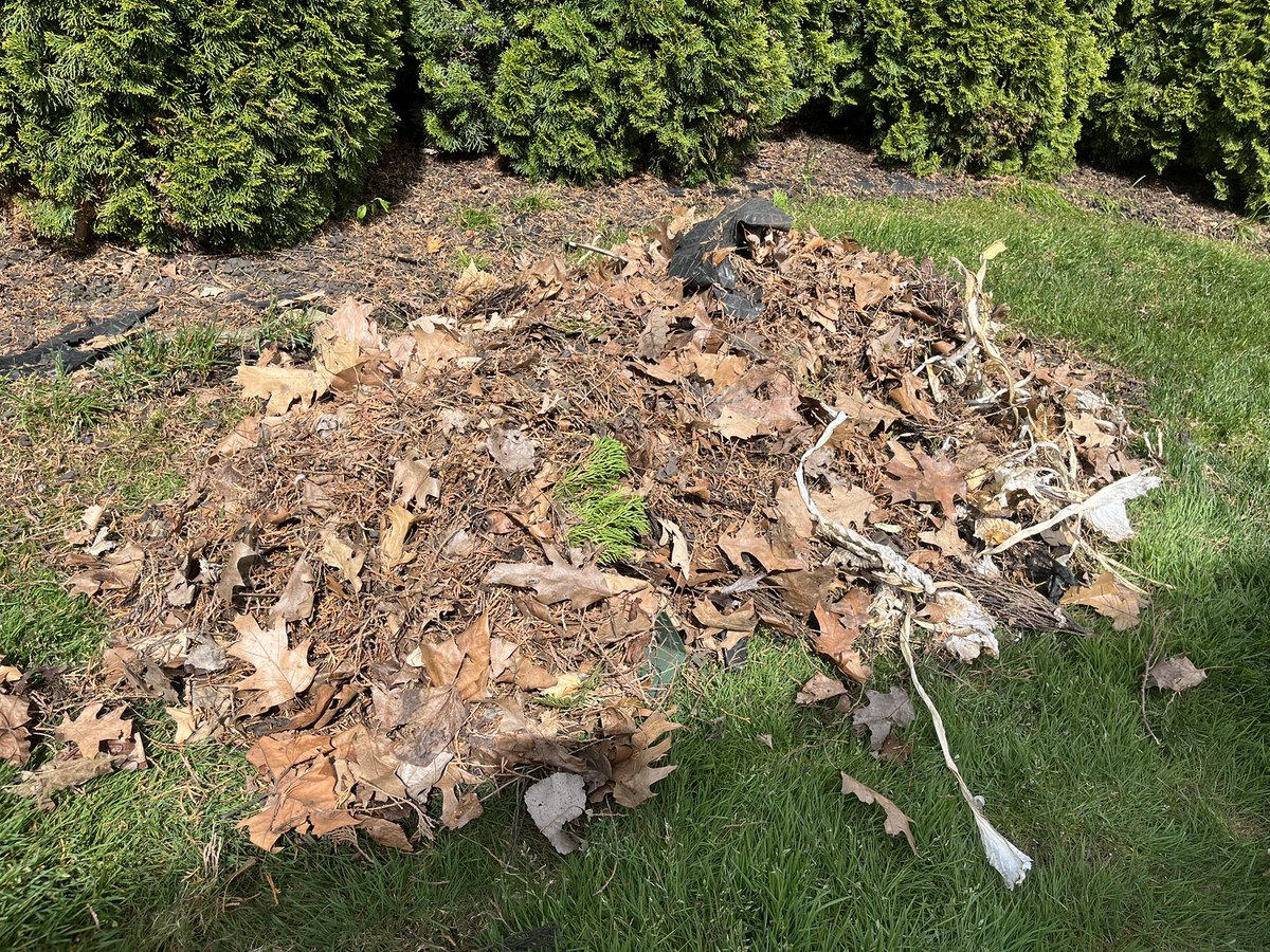 MaxDesignConst's tweet photo. Guys, PLEASE do not let this junk collect up around your plants.  This is years of neglect and it’s not good for the plants.  Beddings should be cleaned out each year. https://t.co/YRM3wa3gIG