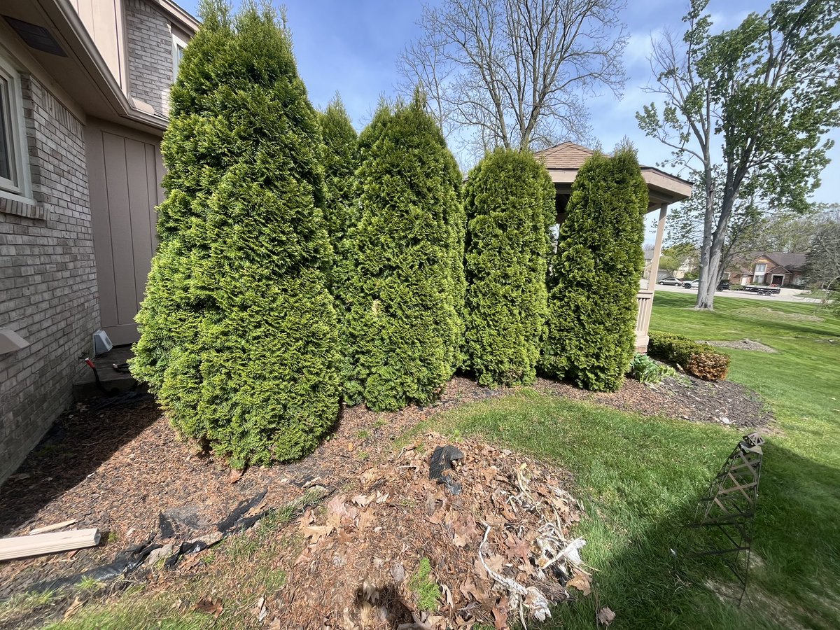 MaxDesignConst's tweet photo. Guys, PLEASE do not let this junk collect up around your plants.  This is years of neglect and it’s not good for the plants.  Beddings should be cleaned out each year. https://t.co/YRM3wa3gIG