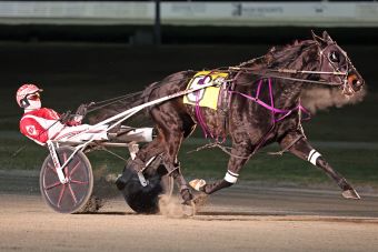 Standardbred Owners Association of New York(SOANY) tweet media