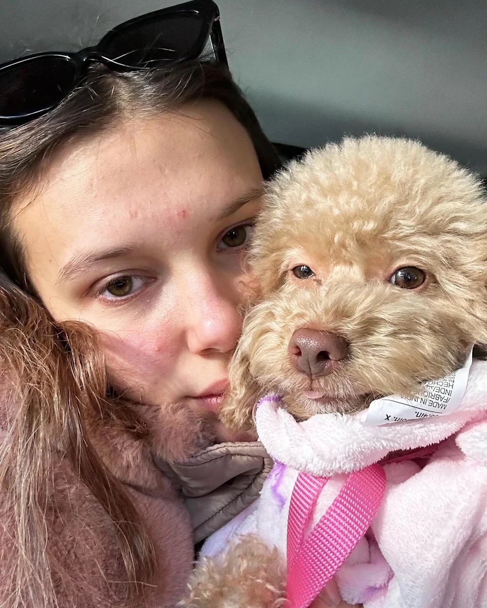 Le preguntaron a Millie Bobby Brown que cuál es la cosa más extraña que lleva en su bolso, y ella respondió: 

“Yo diría que es un escáner de microchip para perros. Sirve para escanear el número del microchip que está en la zona de la espalda. Entonces, cuando encuentro perros o