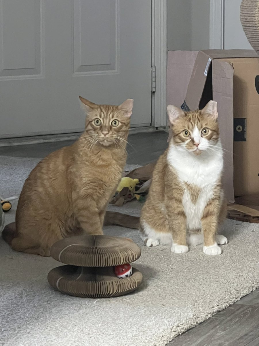 goofiestgoobie's tweet photo. double stare for stare at mom tuesday 👀👀👀 how many stares can we get today??? #stareatmomtuesday https://t.co/FvNYSFyrm8