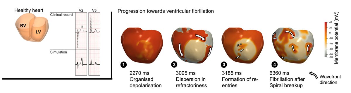 Circulation Research tweet media