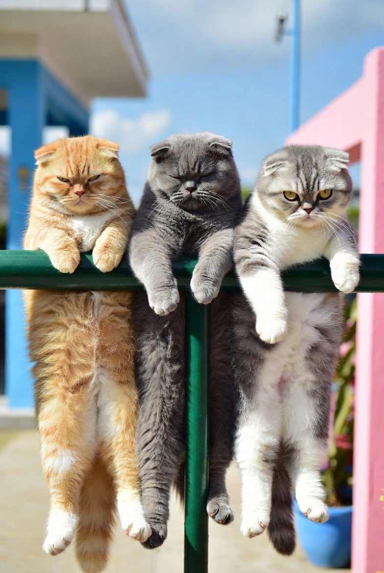 ねこのみみ tweet media