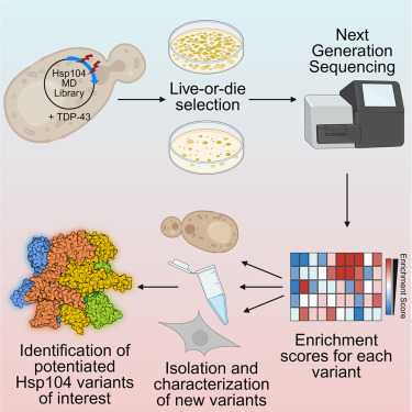MolecularCell's tweet photo. Online Now: High-throughput screening approach identifies substrate-selective Hsp104 variants that counter amyloid seeding with diminished off-target effects https://t.co/hqccF9fnsc https://t.co/OH5JuWiUVu