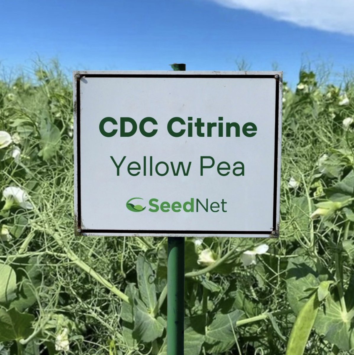 SeedNet Inc. tweet media
