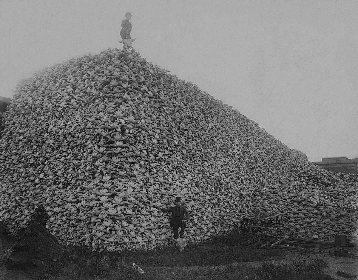 By 1880, the near-genocide of the American bison had reduced their ...