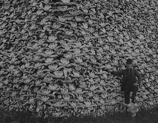 By 1880, the near-genocide of the American bison had reduced their ...