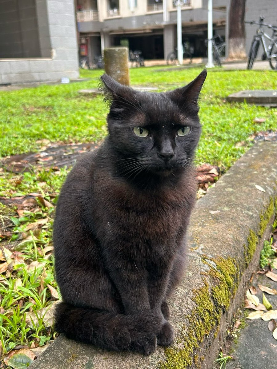 ChaelexQC's tweet photo. 修猫咪 https://t.co/iEp7UBOjGm