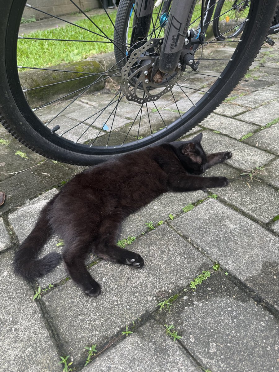 ChaelexQC's tweet photo. 修猫咪 https://t.co/iEp7UBOjGm