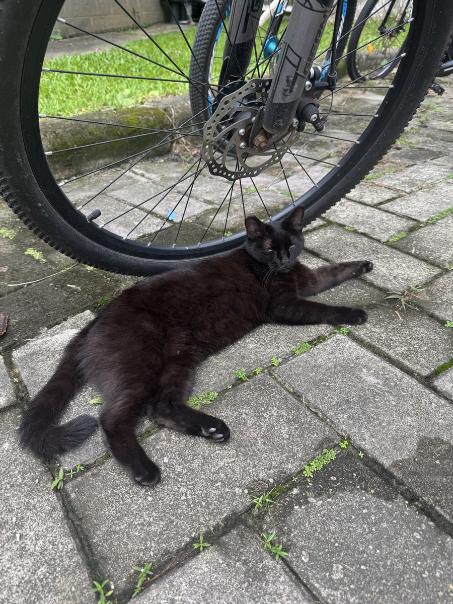 ChaelexQC's tweet photo. 修猫咪 https://t.co/iEp7UBOjGm
