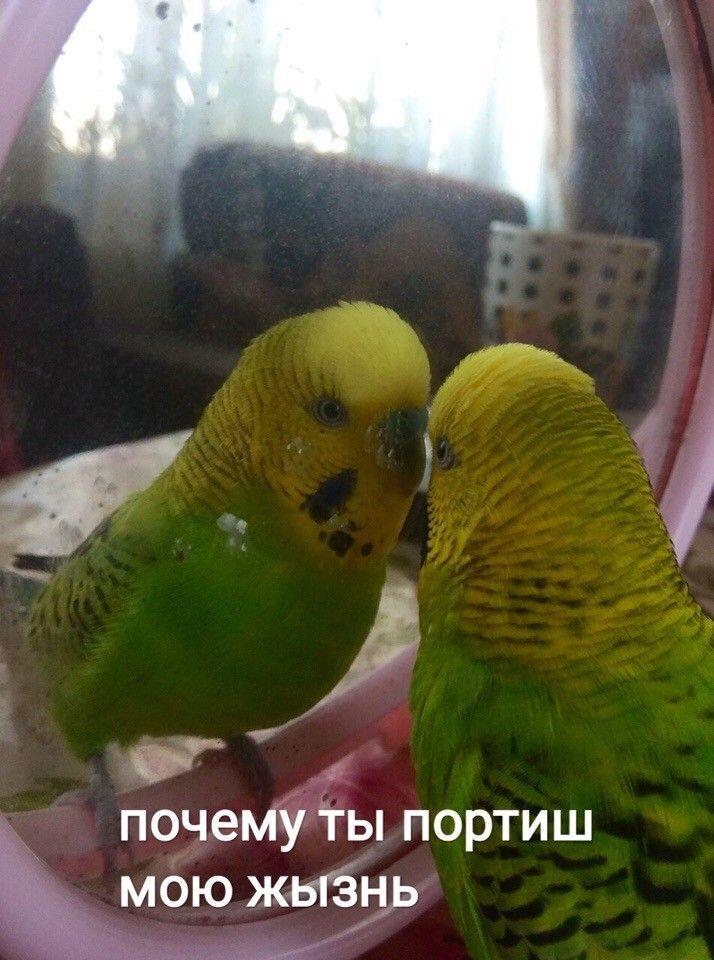 bizarre_bezoar's tweet photo. @sikorochka https://t.co/9mWfbWmUGn