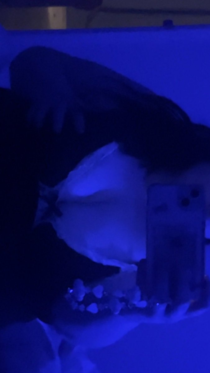 defineher02's tweet photo. Lick me slow then fuck me fast and hard 🤭😻 
#nsfwtwtﾟ #adelaide #cnc #ropebunny #rapebait #subtwt https://t.co/XswLxb1KBf