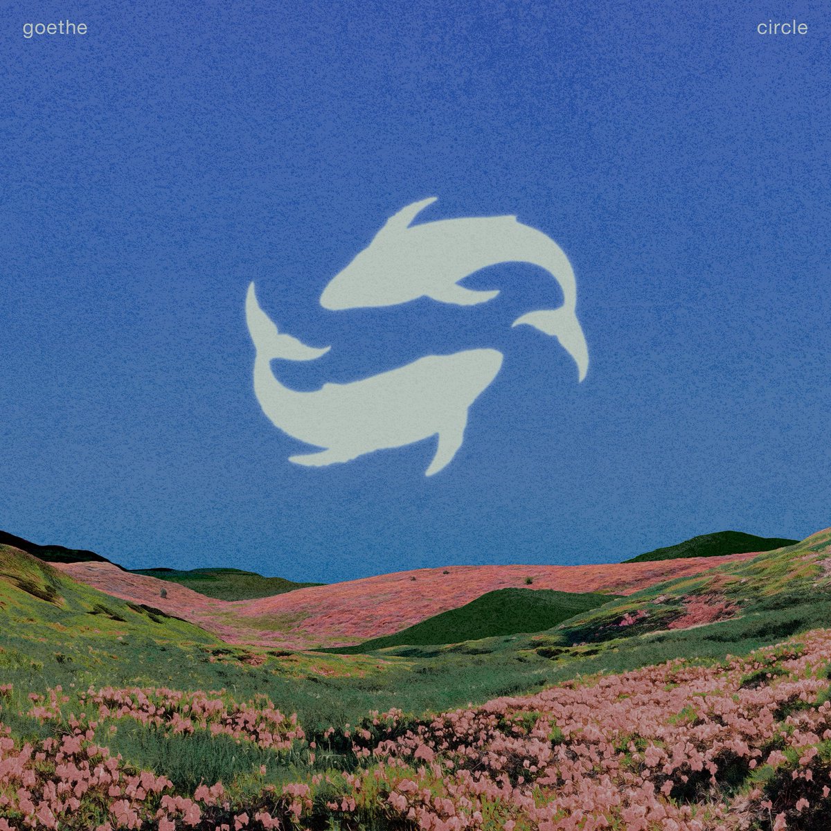 goethe tweet media