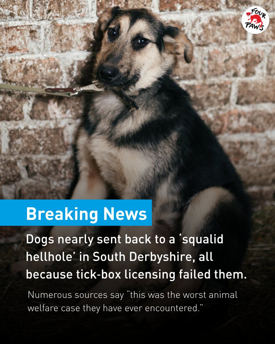 FOURPAWSUK's tweet photo. Puppies lying in their own filth, surrounded by the remains of dead dogs in a crumbling brick barn full of dirty cages - conditions bad enough to make officials cry 💔.

Local authority licensing is failing across the UK, and it cannot continue like this.
Dogs deserve better. https://t.co/adsKObWbIj