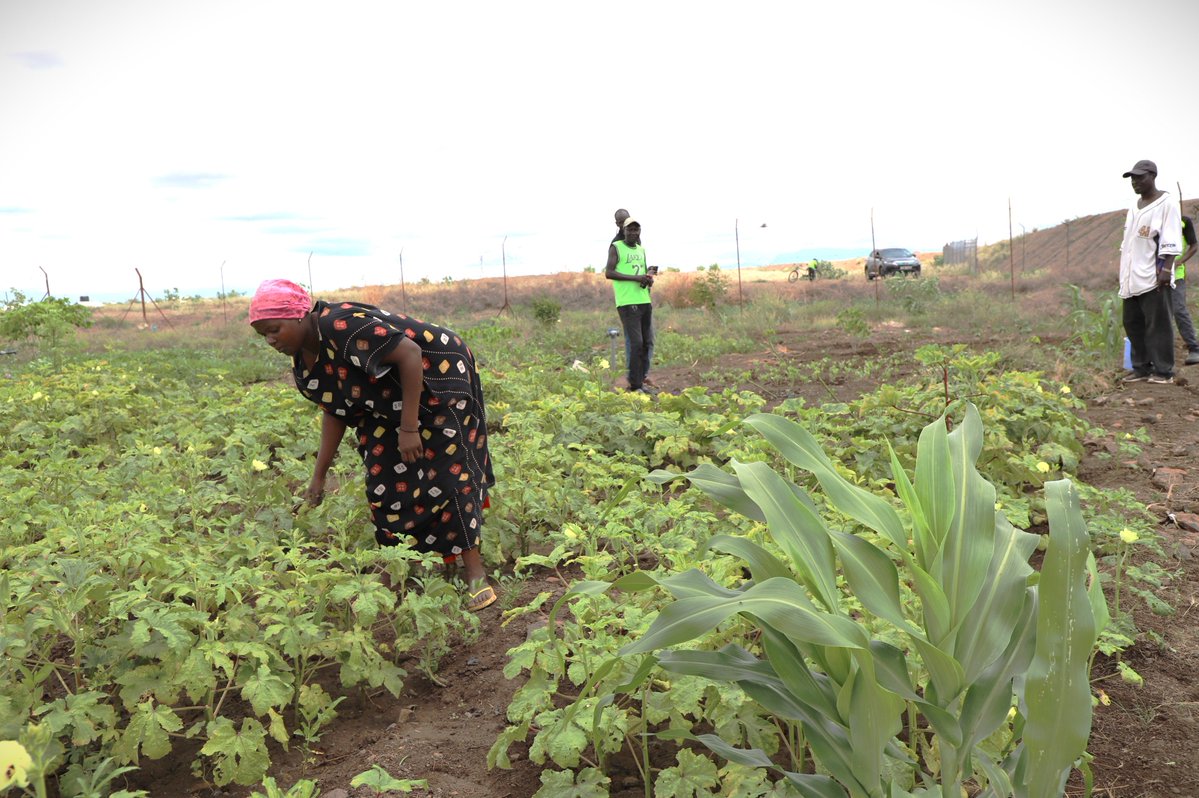 FAO in Kenya tweet media