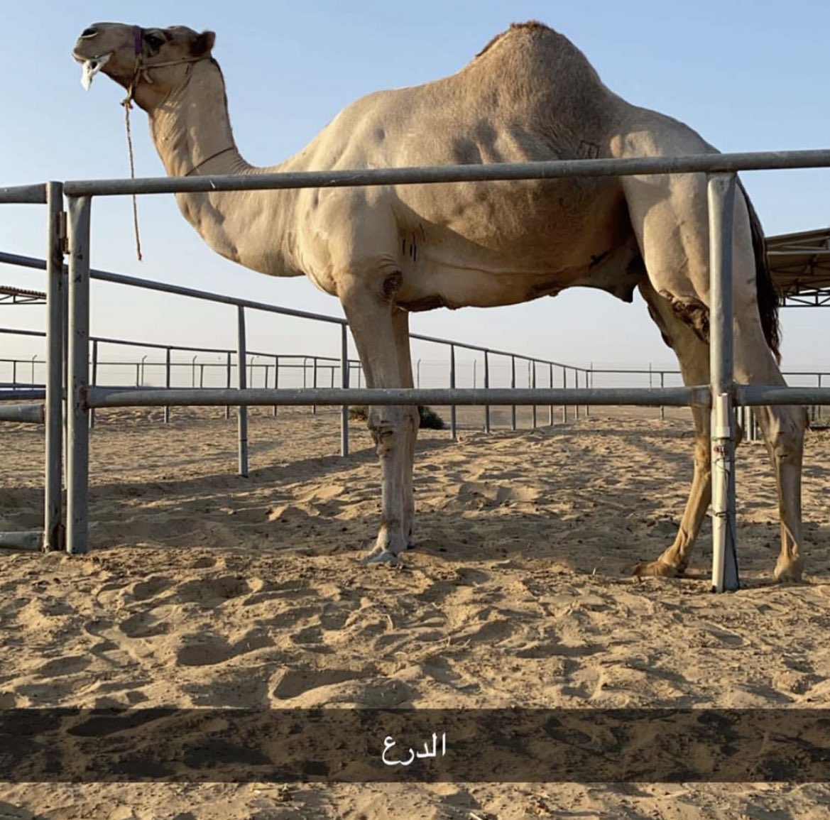 الهجن الاصايل 🐪 tweet media