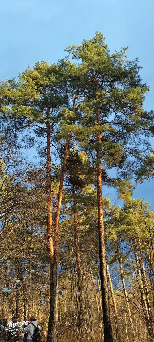 RomeoRommiePomp's tweet photo. @buddhabear88 Happy #TreeTuesday, dearest Therese and Cali 😽🌳 Hope you have a wonderful day filled with love and kindness ❤️ https://t.co/LfoMsFnMC2