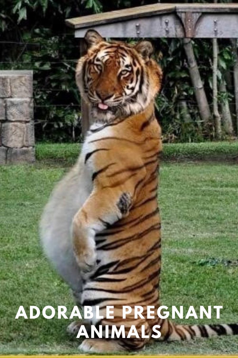 Tiger tweet media