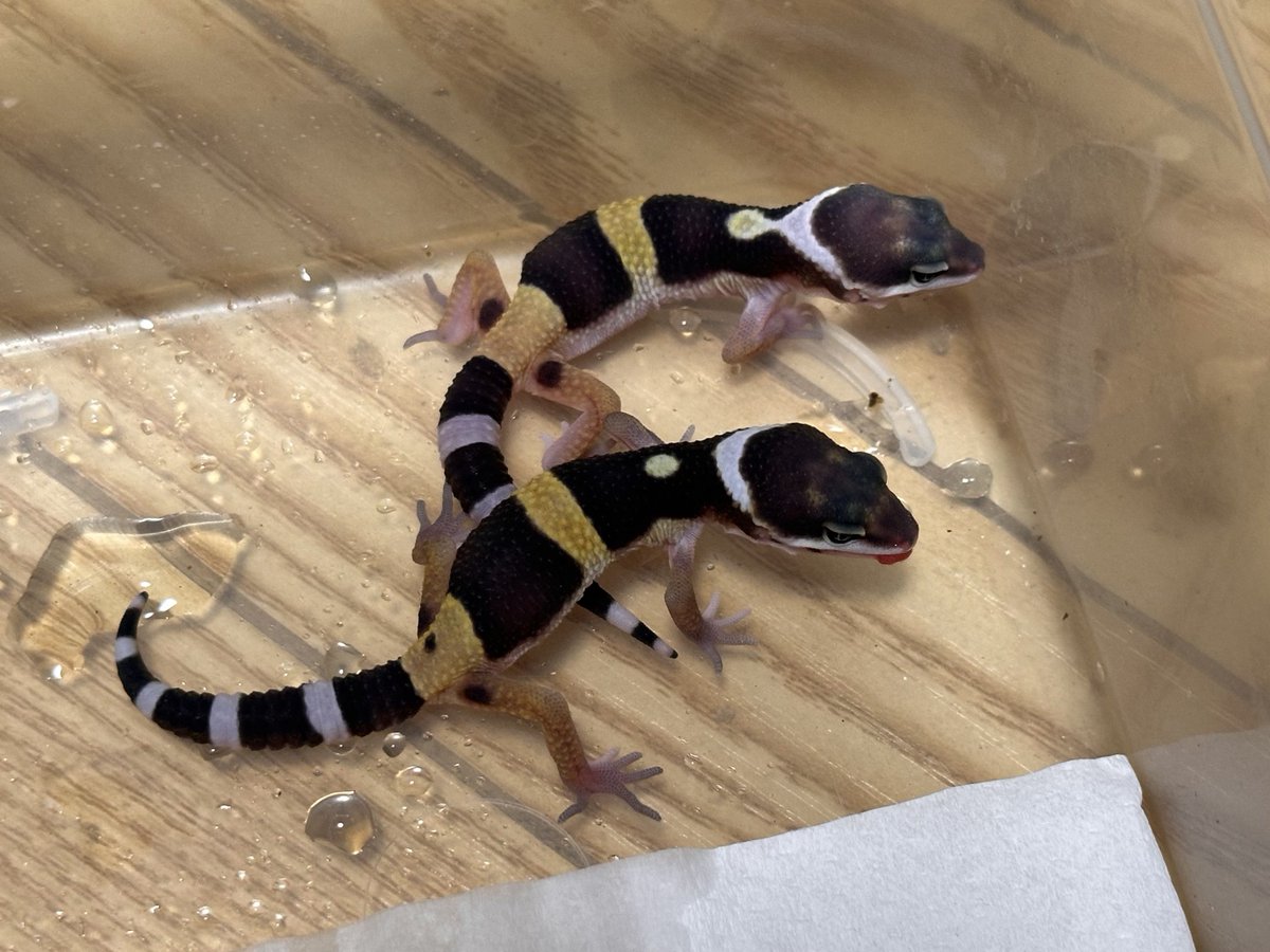 oru_geckos's tweet photo. ノーマルhetエクリプス
一体どこに需要が https://t.co/b3PEqO8kvq