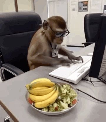 Female Monkey (Bandariya) tweet media