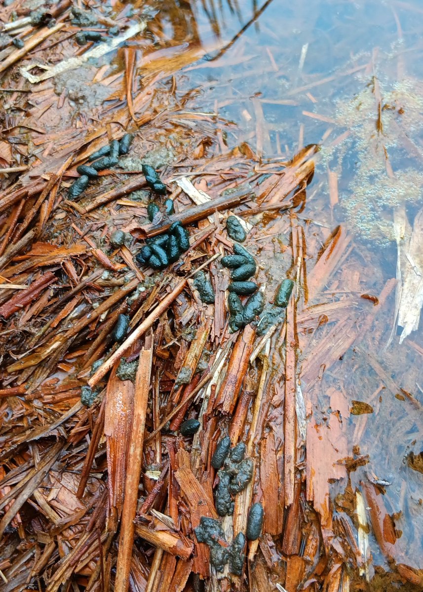 GLNPnature's tweet photo. Great news for wildlife in Greater Lincolnshire!
Read more about our native water vole populations in Lincolnshire here: https://t.co/oKC3e9ZjHA
📷 Water Vole- Giampaolo Masserano
📷 Burrows and latrine- Iain Turner See less https://t.co/tGdTSl0ttN