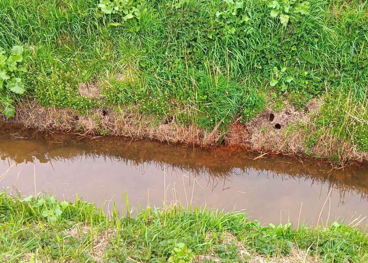 GLNPnature's tweet photo. Great news for wildlife in Greater Lincolnshire!
Read more about our native water vole populations in Lincolnshire here: https://t.co/oKC3e9ZjHA
📷 Water Vole- Giampaolo Masserano
📷 Burrows and latrine- Iain Turner See less https://t.co/tGdTSl0ttN