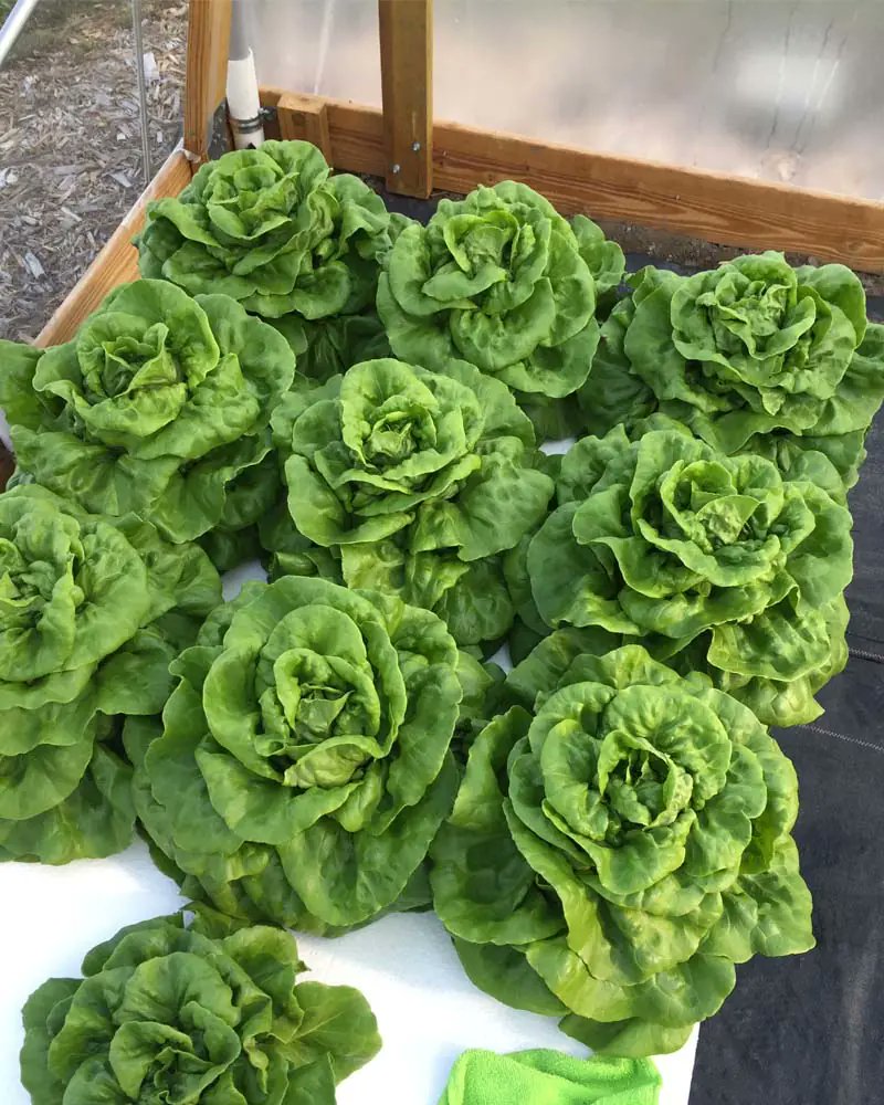 Viznyy's tweet photo. Grew 12-inch Butterhead lettuce in 40 days! 🚀
As a digital creator in the horticulture space, I love proving that high-tech results don't require high-tech prices.
https://t.co/uTdOfg9hBs https://t.co/zbFBG8wRSL