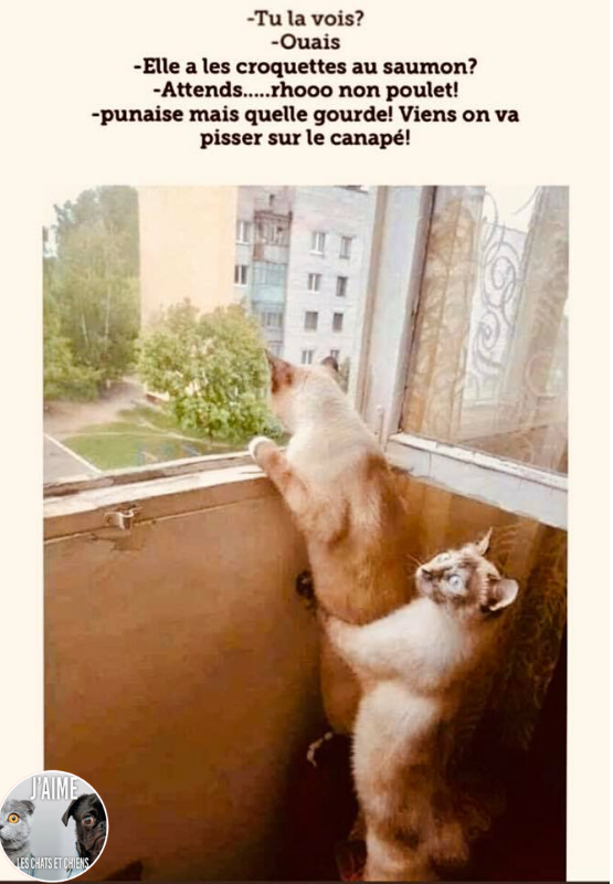 🇺🇦 Beguin-chat 🇲🇫 🇬🇧 tweet media