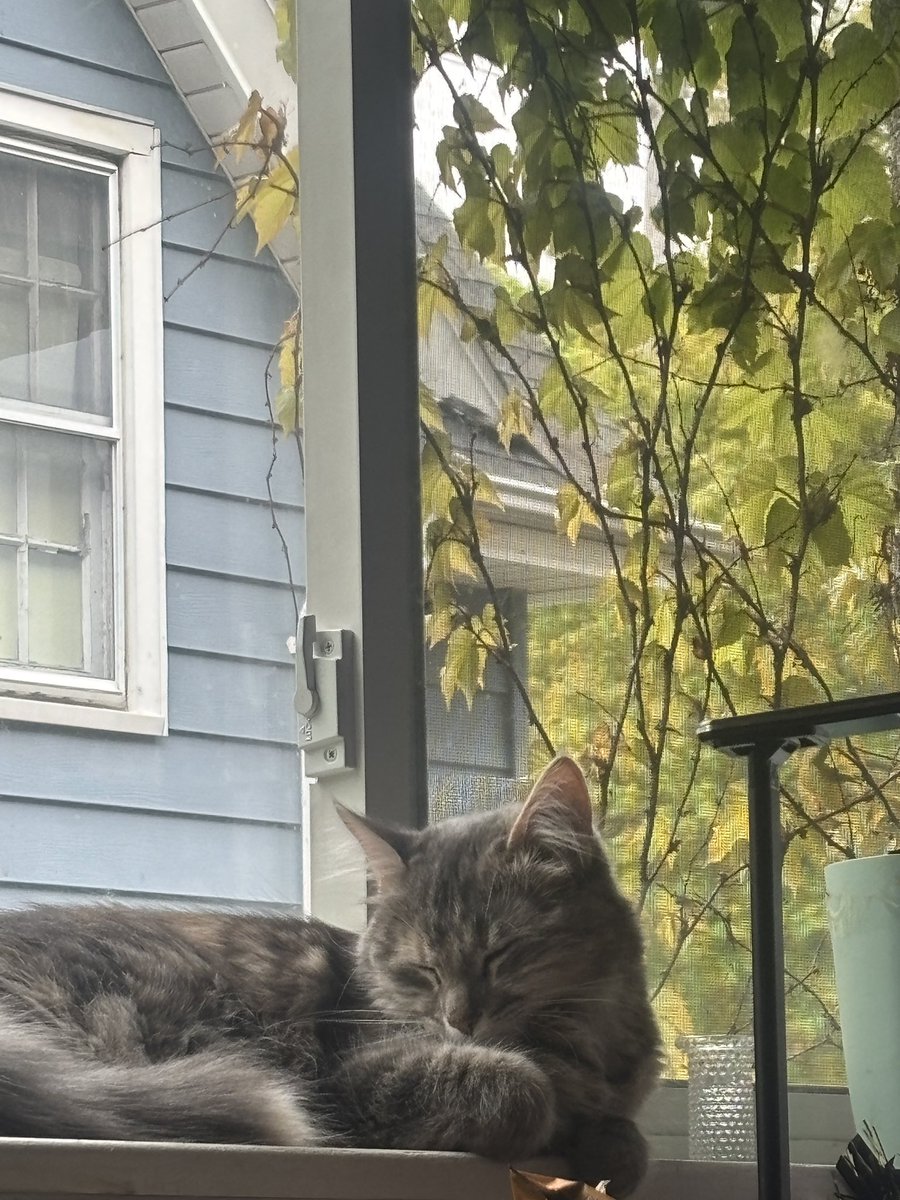 and what if we started worshipping cats again