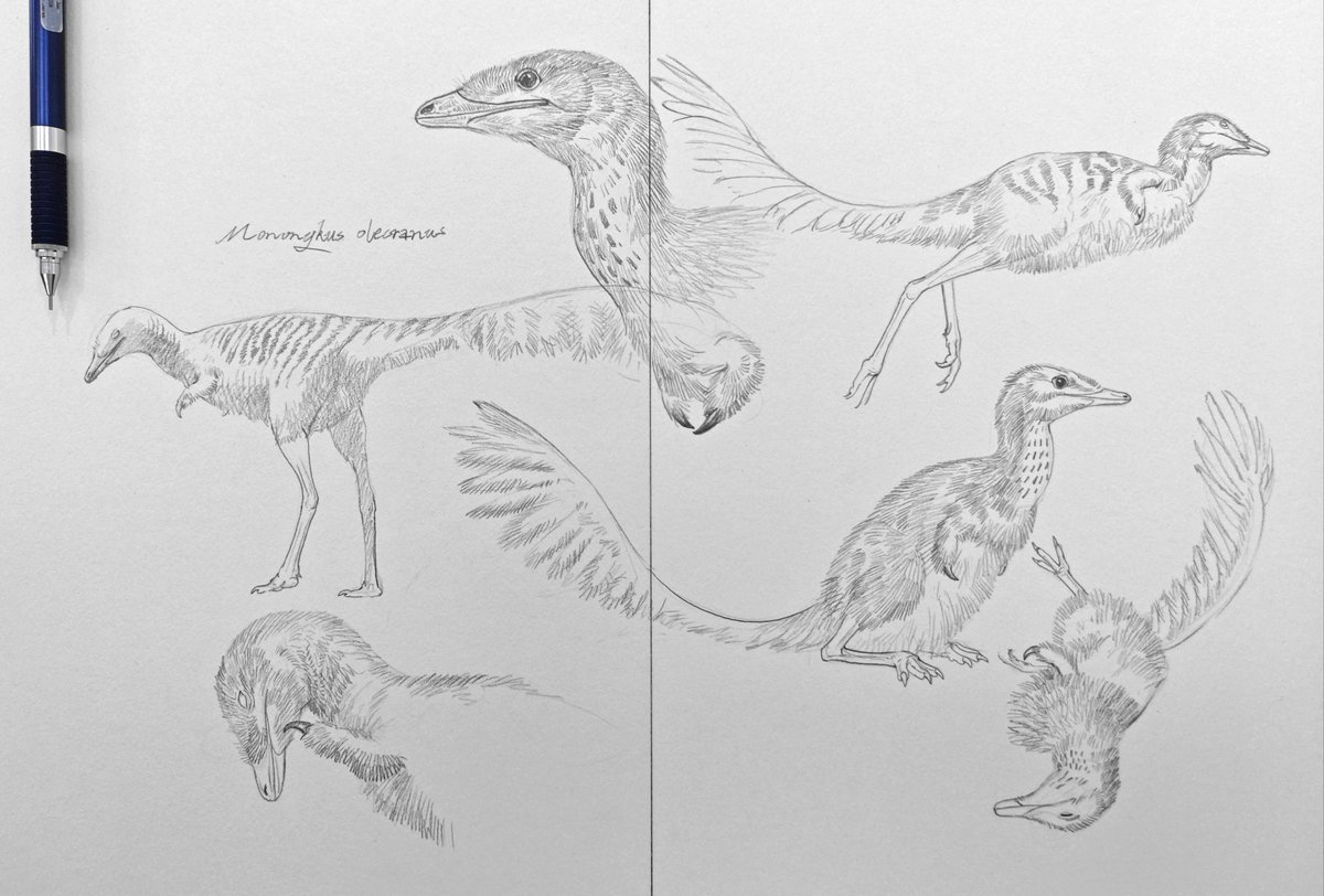 zihanshen115982's tweet photo. Sketch : Mononykus olecranus https://t.co/747g5D7EBe