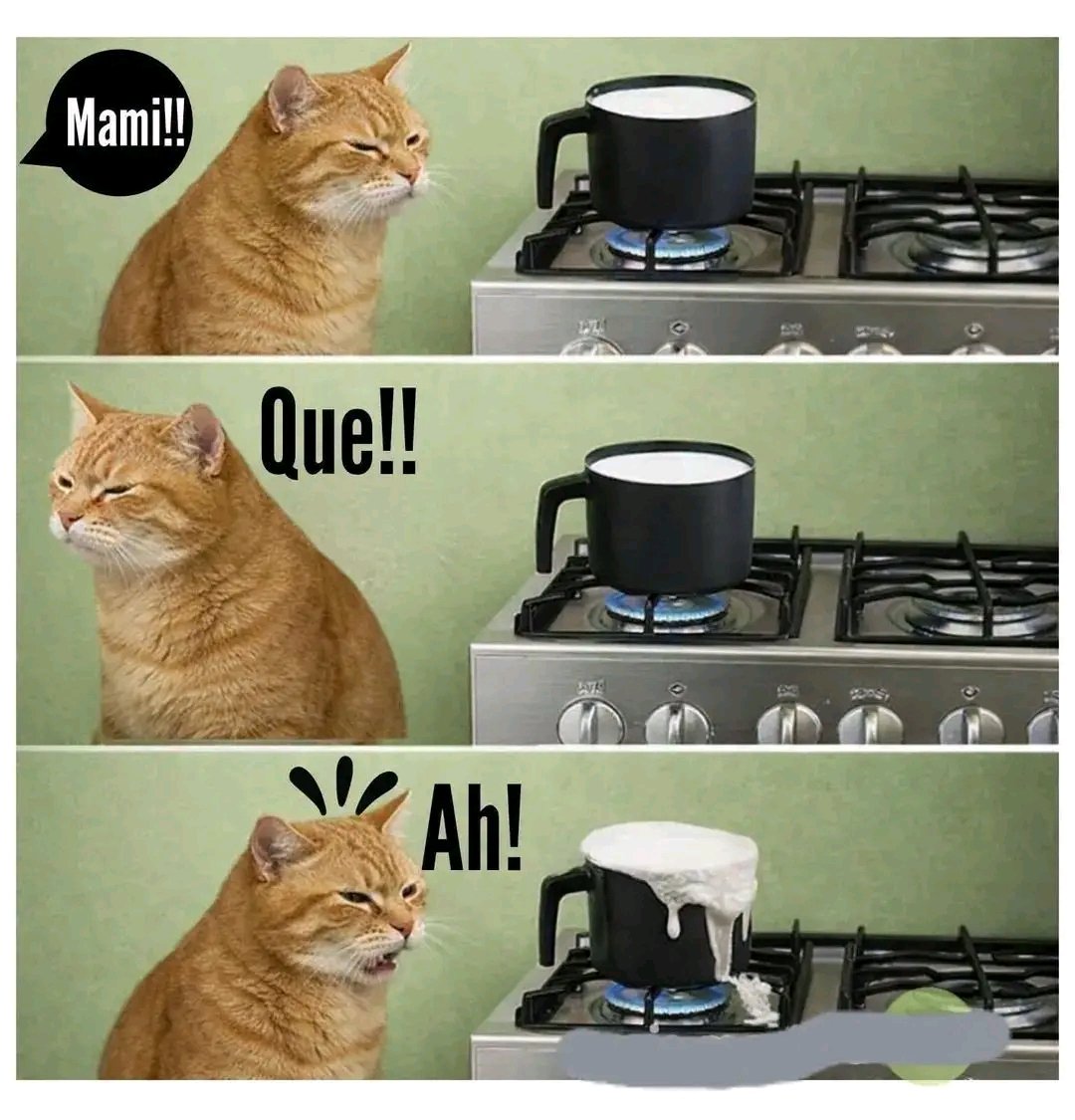 Tio Felino (Leo) tweet media