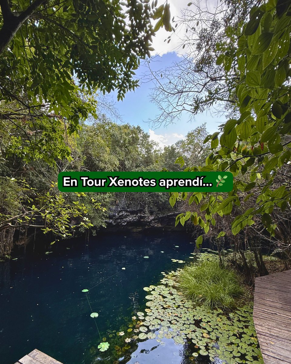 Xenotes's tweet photo. Aprendí que existen 4 tipos de cenotes y que disfrutar de un día rodeado de naturaleza de vez en cuando es necesario. 🌱 ¿Cuándo te animas a vivir #TourXenotes? 🌞 https://t.co/xyRA8nePEh