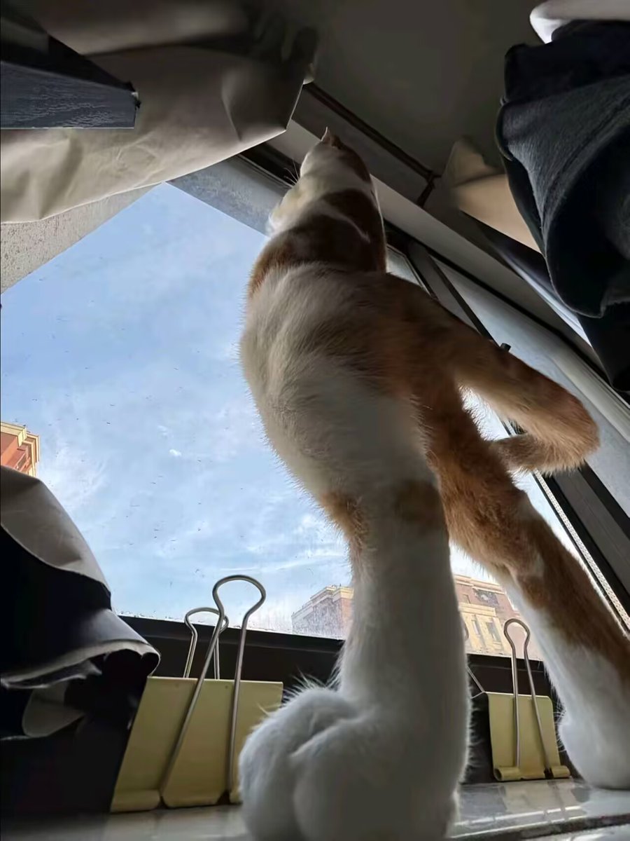 Lost_lant's tweet photo. cat!kawaii!!ฅ(*`ω´*)ฅ https://t.co/8aLd60cuU4