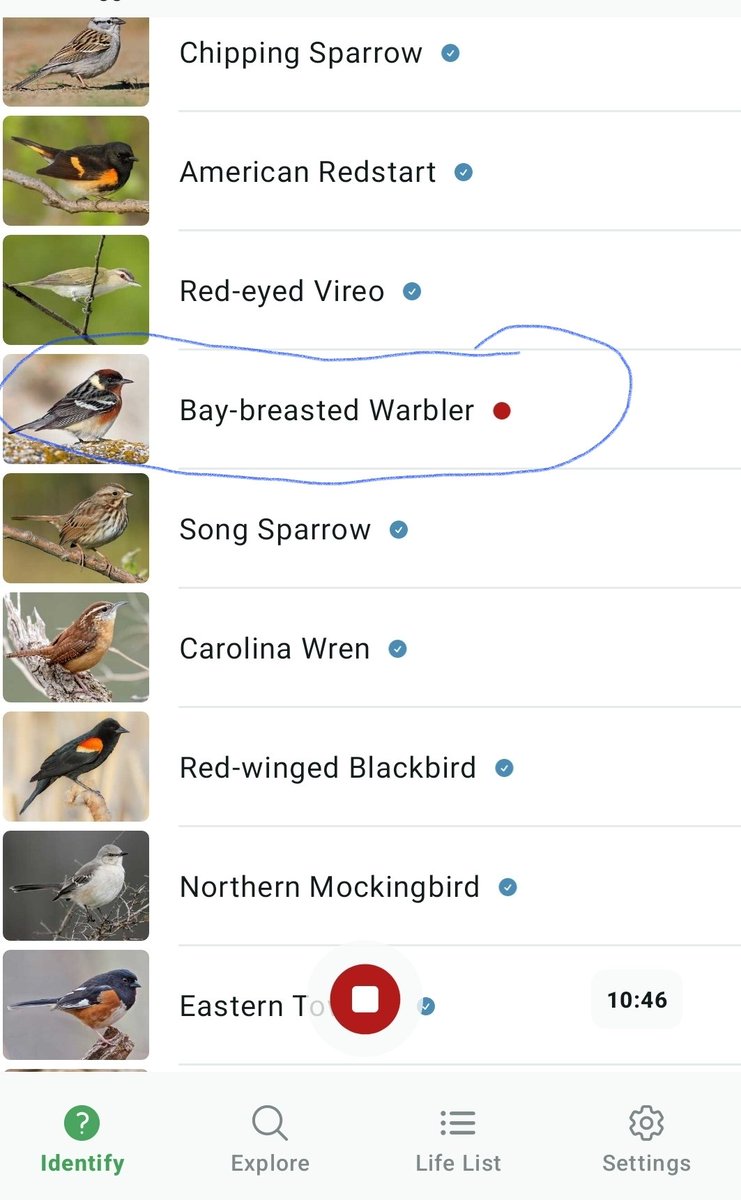 SunneeSummer's tweet photo. First time using the app in 2026 and picked 19 birds in 10 minutes, along with a new one for the life list! That's surprising.! #Merliners Never realized what a pretty song the Gray Catbird has until today, too. https://t.co/KTRZA1RLHc