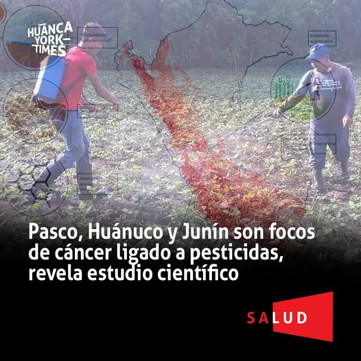 Pedro_vrae's tweet photo. Estudio científico: Pasco, Huánuco y Junín con focos de cáncer ligado a pesticidas.
Según una publicación de (Huanca York Time - 2026), que recoge un estudio, publicado en la revista científica Nature Health, que analizó 158,072 casos registrados entre 2007 y 2020 al mapear 436 “hotspots” o zonas críticas, donde la exposición a #agroquímicos coincide con una alta incidencia de la enfermedad. 
Los investigadores concluyen que “el estudio revela una sólida asociación espacial entre el riesgo de exposición ambiental a #pesticidas y la incidencia de cáncer” (Nature Health - 2026), y señala a la selva central como una de las áreas más sensibles del territorio nacional.

Residuos de pesticidas fueron hallados en cabellos de pobladores.
El equipo científico validó el peligro mediante trabajo de campo directo en la región central: encuestaron a 404 comerciantes minoristas de agroquímicos en Junín (86 de ellos en #Huancayo) y 47 en #Huánuco para saber qué venenos se aplican realmente en las chacras.
En Huancayo, los investigadores confirmaron que los pesticidas viajan hasta 50 kilómetros desde su lugar de aplicación debido a las lluvias y la escorrentía. Estos ingredientes activos de pesticidas también fueron hallados en el cabello de los pobladores, tras análisis de laboratorio en #Lima y #París.
El hallazgo más grave se localiza en la provincia de #Chanchamayo, donde detectaron un grupo inusual de cáncer de hígado en pacientes jóvenes e indígenas que no padecen cirrosis. 
Al analizar tejido de estos pacientes, los expertos hallaron una “firma transcriptómica” única que prueba cómo “complejas mezclas de pesticidas pueden contribuir a trayectorias carcinogénicas”, algo que no ocurre en pacientes de #Francia o #Taiwán.

31 pesticidas analizadas.
Insecticidas (19):
Abamectina, Acefato, Carbarilo, Carbofurano, Clorpirifos (CPS), Deltametrina, Diazinón, Dimetoato, Fipronil, Imidacloprid, Metamidofos, Metomilo, Monocrotofos (prohibido en Perú desde 2004, pero el estudio lo detectó en el inventario), Novalurón, Oxidemetón-metilo, Permetrina, Pirimicarb, Sulfoxaflor, Triclorfón.
Fungicidas (7):
Sulfato de cobre (II) pentahidratado, Difenoconazol, Mancozeb, Metalaxil-M, Metiram, Propineb, Tebuconazol.
Herbicidas (5):
Ácido 2,4-diclorofenoxiacético (2,4-D), Atrazina, Glifosato, Linurón, Oxifluorfén.