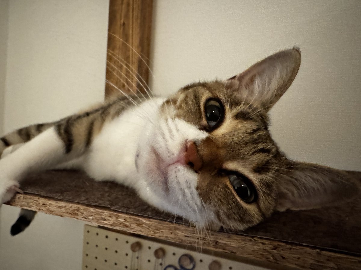 Post by Ryo Nishida｜プロゲーマー支援⌘ on X: 甘えモード🐾