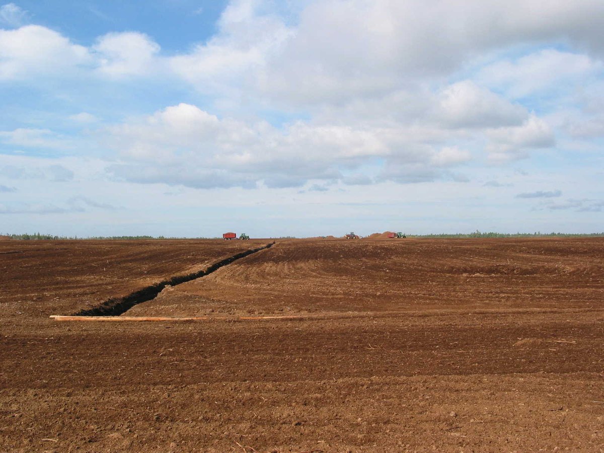 sungro's tweet photo. Peat availability and substrate decisions have been shifting since 2020, and you’ve likely felt that in your program. In Canada, peatlands regenerate in about 15–20 years.
Read more: https://t.co/oLvBy1ryJl https://t.co/yGb0lRmmrN