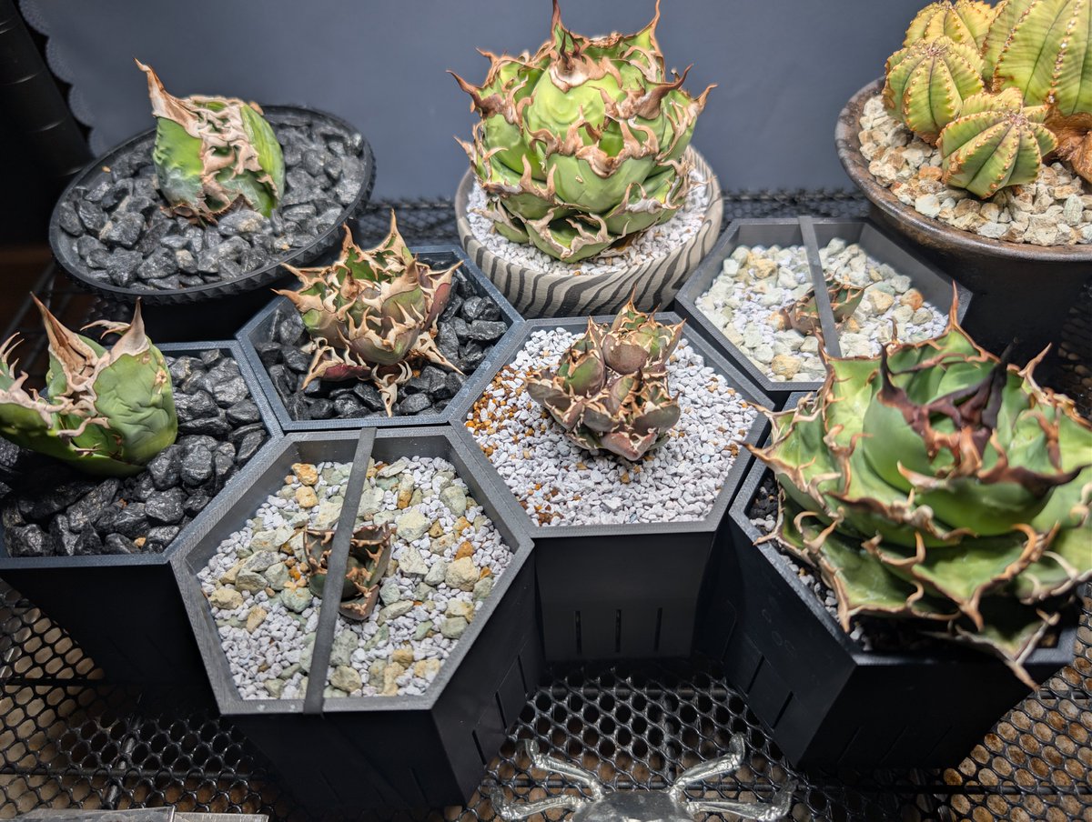 KASHIMACRO's tweet photo. 大量採取したアガベ子株達、作った鉢に植付け完了！
(Agave titanota Crazy) https://t.co/ObMx2WjShO