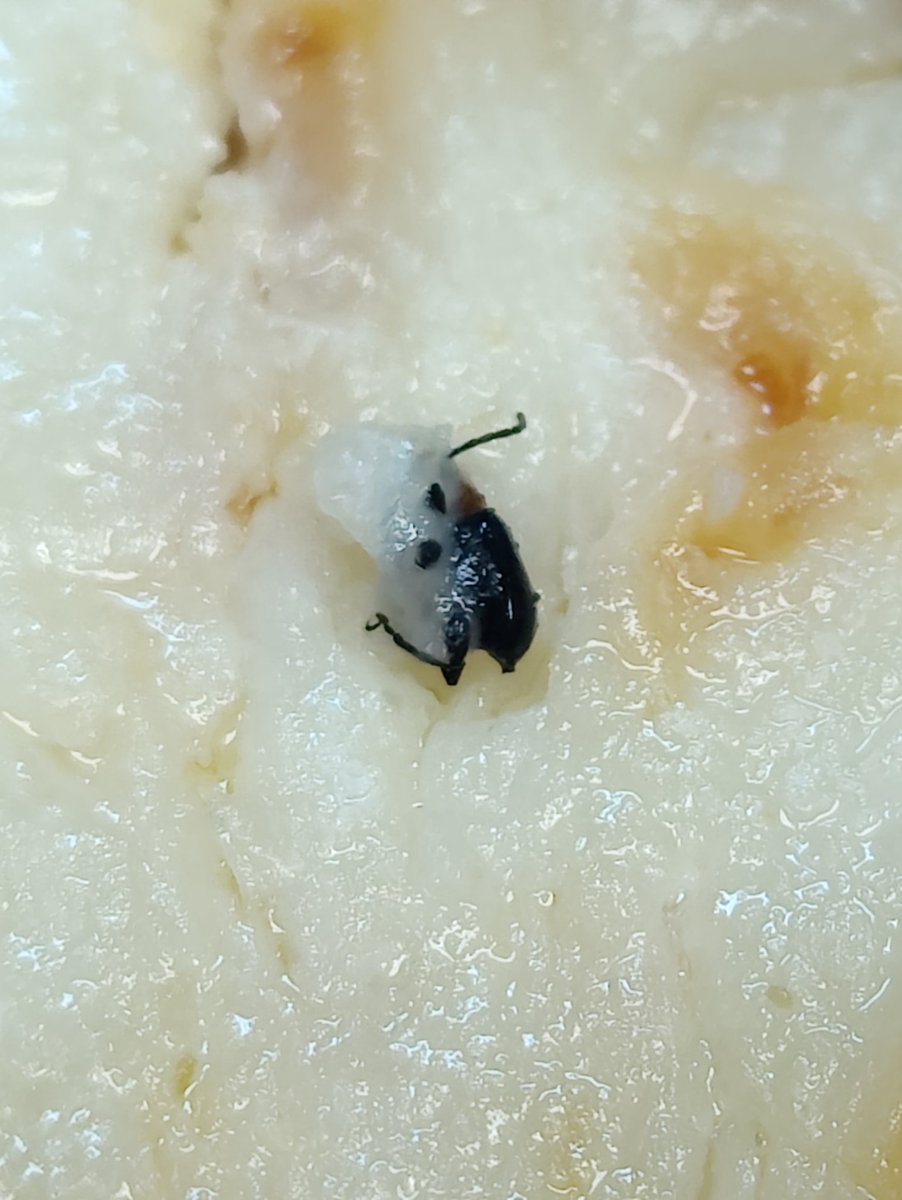 derekkage's tweet photo. @pizzahut Can't outpizza the Hut, huh? Tell that to this little guy who I just found as a topping I never ordered. I am appalled; I never would have expected this from Pizza Hut. https://t.co/iMfYRcwvOU