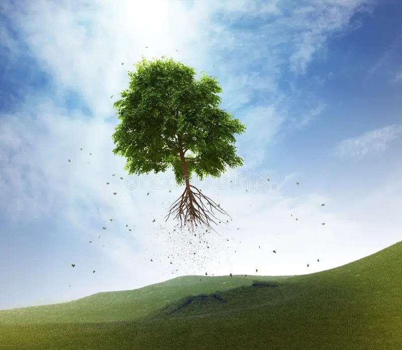 Tree tweet media