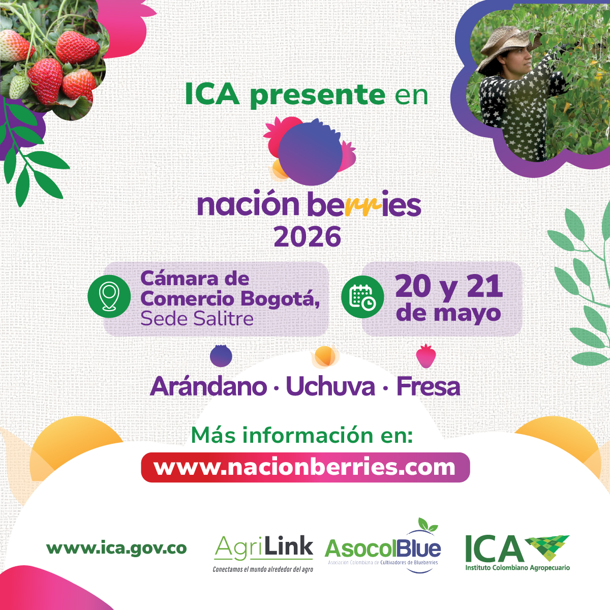 ICACOLOMBIA's tweet photo. 🍓✨ Donde florecen los berries, también crece la sanidad.

El ICA estará presente en Nación Berries 2026, acompañando a quienes cultivan uchuva, arándano y fresa en Colombia. 🌱

Un espacio donde compartimos conocimiento, fortalecemos la sanidad vegetal y aportamos a la competitividad del agro colombiano.

#ICAColombia #NaciónBerries2026 #SanidadVegetal #BerriesColombia