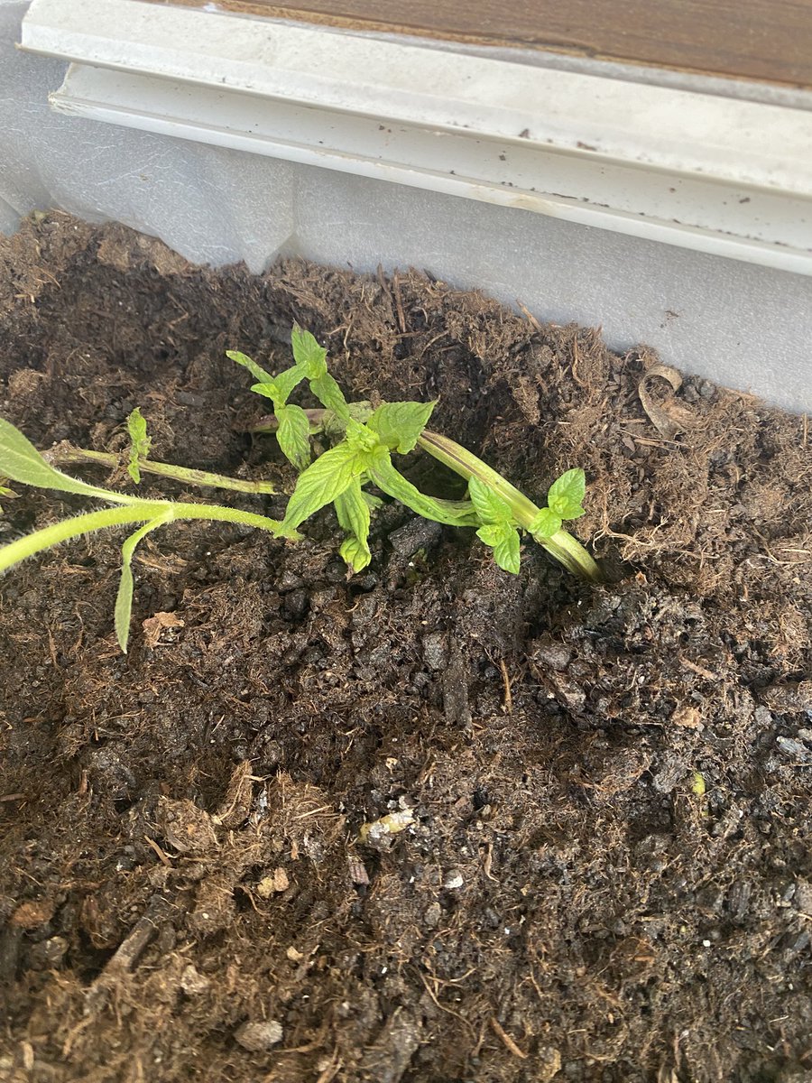 j_p_ramos's tweet photo. Toprağa gömdüklerimiz filizleniyo
Ya kalbimize gömdüklerimizz!?🥴😌
#nane🌿 https://t.co/iLh84w6BKq