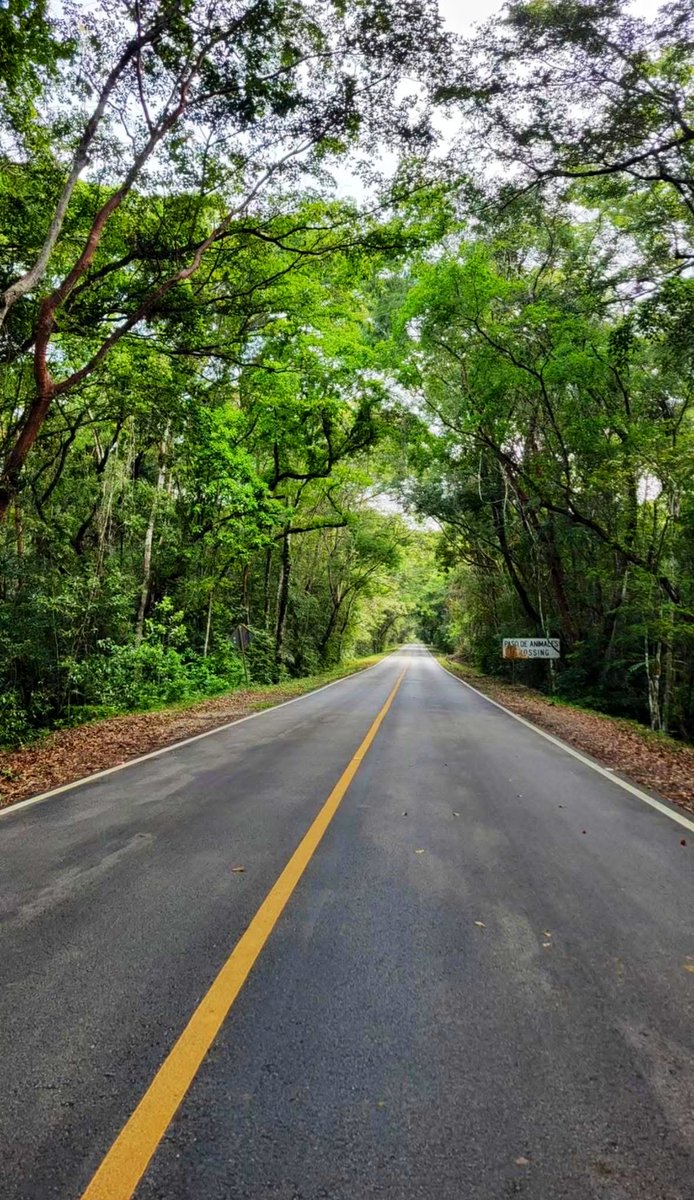 Silvita_Sorian0's tweet photo. 💚🇸🇻 https://t.co/JkAIFe9esd