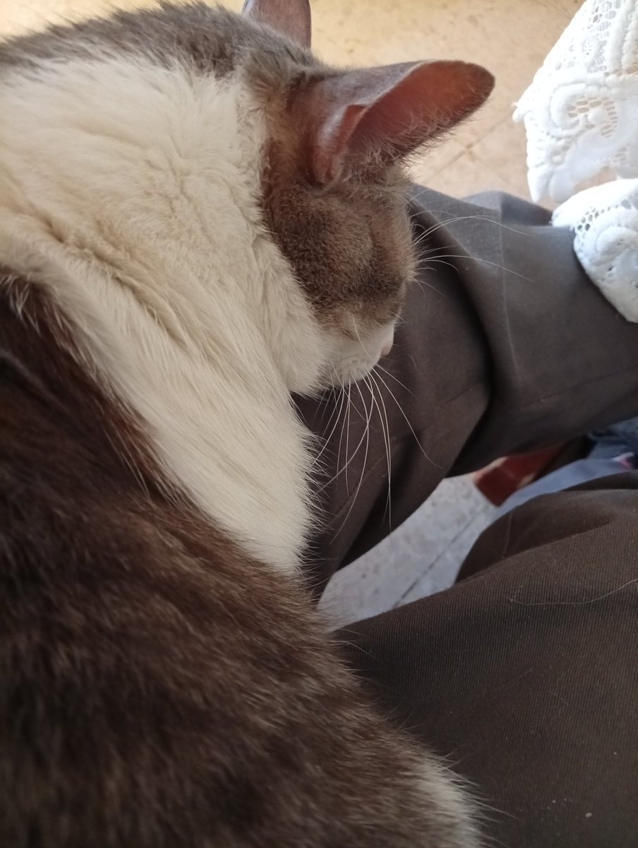 Como siempre el gato 😺 durmiendo encima mía ,,salgo del trabajo y ahí va 💤💤💤
