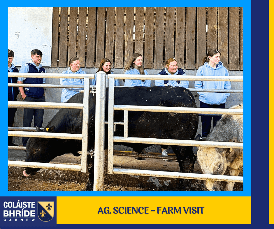 cbcarnew's tweet photo. Sixth year Ag Science students visited Michael Martin’s tillage and beef farm in Rathnure, Co. Wexford.    The day was filled with lots of students discussion on farm safety, welfare, nutrition, housing and care of beef and calf to beef systems. https://t.co/DAYqAbY3RL
